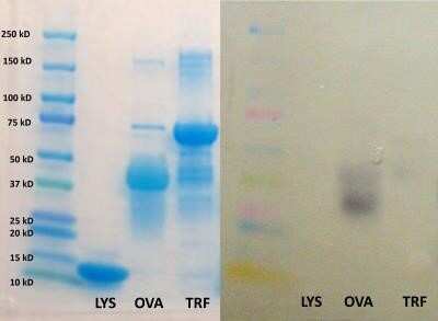 Western Blot: Ovalbumin Antibody [HRP] [NB120-20546] - Analysis on purified egg white proteins (lysozyme, ovalbumin, ovotransferrin). Image from verified customer review.